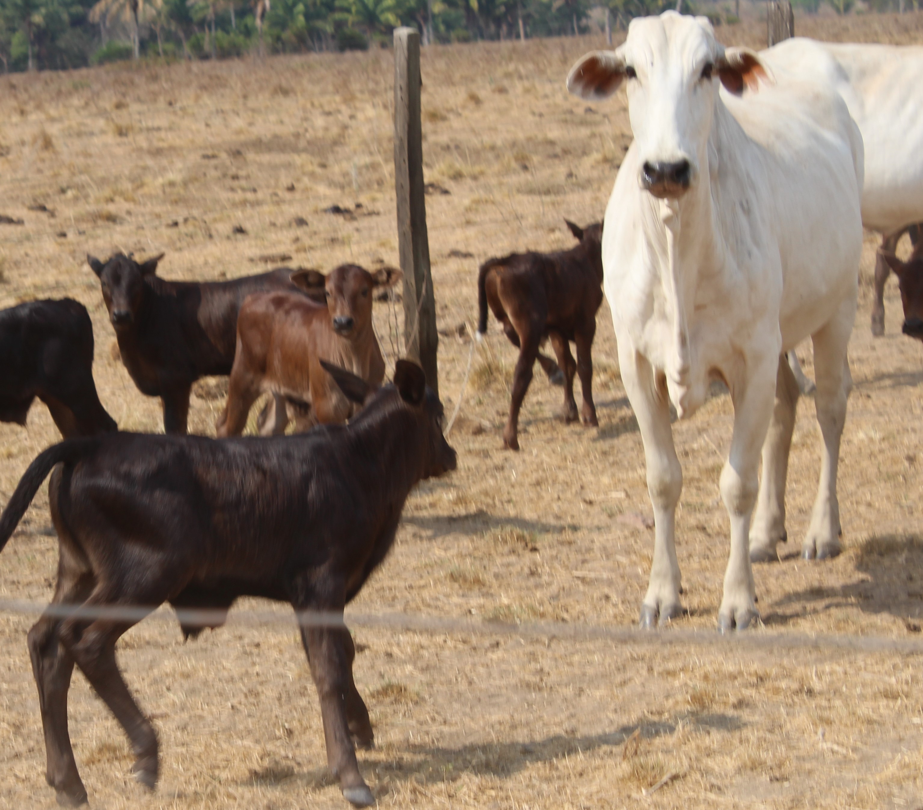 ESTAÇÃO DE MONTA INVERTIDA - SISTEMA INTENSIFICA A PRODUÇÃO ANIMAL